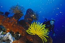 Diver looking at Yellow crinoid feather star on sponge, Walea, Togian Islands, Indonesia. Model released.