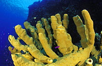 Yellow tube sponge (Aplysina fistularis), Sulawesi, Indonesia.