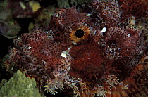 Tassled scoprionfish (Scorpaenopsis oxycephalus), Sulawesi, Indonesia.
