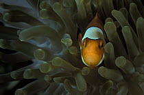 Clownfish (Amphiprion sp) in sea anemone, Sulawesi, Indonesia.
