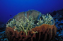 Staghorn coral (acropora sp) growing indside barrel sponge (xestospongia sp), Sulawesi, Indonesia
