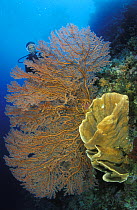 Diver behind big sea-fan and vase sponge, Toigan islands, Sulawesi, Indonesia.