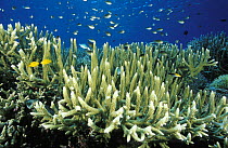 Healthy hard corals (Acropora formosa), Walea, Toigan Islands, Sulawesi, Indonesia.