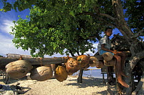 Baju / sea gypsy boy sitting on wood with coconuts tied on, Togian Islands, Sulawesi, Indonesia.