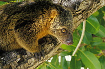 Sulawesi bear cuscus (Ailurops ursinus), endemic to Indonesia.
