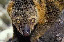 Sulawesi Bear Cuscus (Ailurops ursinus), endemic to Indonesia. Sulawesi.
