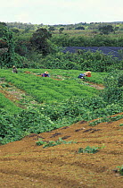 People working on a plantation, Mauritus.