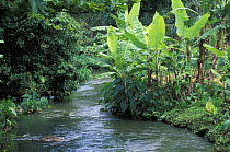 Stream in the Black River area, Mauritius.