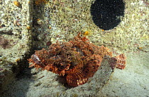 Stonefish (Synanceja genus) on shipwreck, Mauritius.