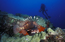 Zebra lionfish (dendrochirus zebra) and diver, Mauritus.  Model released.