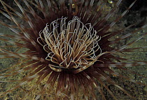 Mouth of a tube anemone (Cerianthus sp.), Mauritius.