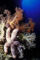 Catala's sea star (Thromidia catalai) on soft coral (Dendronephthya sp), Tubbataha reef, Philippines.