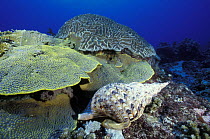 Triton trumpet shell (Charonia tritonis), Tubbataha reef, Palawan, Philippines.