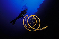 Spiral whip / wire coral (Stichophates sp) and diver, Philippines.  Model released.