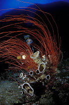 Red whip coral (junceella sp), tube sponges (Cribrochalina sp?) and diver, Philippines. Model released.