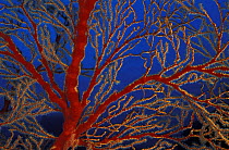 Gorgonian seafan (possibly Anthothelidae), Philippines.