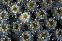 Close up of hard coral polyps, Philippines.