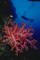 Diver and Alcyonarian soft coral (Dendronephthya sp) and golden damselfish, Tubbataha reef, Philippines. Model released.