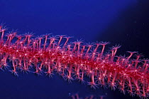 Polyps of red Sea whip (Junceella sp), Tubbataha reef, Philippines.