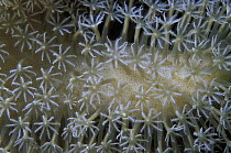 Polyps of white leather coral (Lobophytum sp), Tubbataha Reef, Philippines.