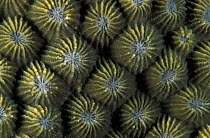 Polyps of a hard coral, Philippines.