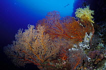 Gorgonian sea fans, Alcuonarian soft coral and Tube sponges. Tubbataha reef, Philippines.