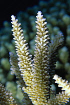 Polyps of hard coral (acropora sp), Philippines.