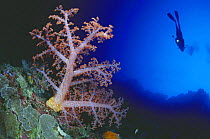 Alcyonarian soft coral (Dendronephthya sp) and diver, Philippines.
