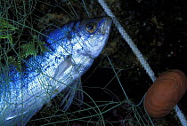 Fish caught in net (decentrarchus sp?), Italy, Mediterranean sea.