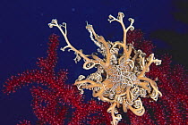 Mediterranean basket star (Astrospartus mediterraneus) red gorgonian seafan (Paramuricea clavata), Italy, Mediterranean sea.