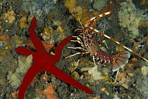 Tiny (3cm) common / European spiny lobster (Palinurs elephas) and red seastar (echinaster sepositus), Italy.