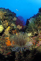 Tube anemone (Cerianthus membranaceus), gorgonian sea fans, sponges and algae. Palmi, Italy.