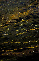 Kelp leaves on the surface of water. The air sacks / vesicles cause the kelp to float, California.