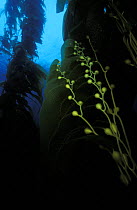 Air sacks / gas-filled vesicles on kelp leaves in a kelp forest, California.