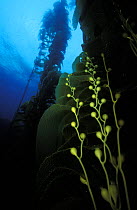 Kelp with air sacks / gas-filled vesicles in kelp forest, California.