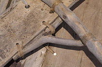 Detail of the construction of the traditional outrigger canoes, Popows, Yap, Micronesia