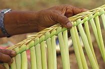 Man holding woven leaves in preparation for a traditional feast, Yap, Micronesia