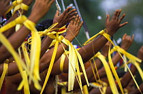 Ribbons on the arms of traditional dancers, Yap, Micronesia