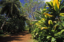 Pathway trough tropical vegetation on Yap Proper. Caroline Islands, Micronesia.