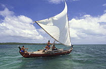 Men sailing a popow, the traditional outrigger canoe used on Yap, Micronesia. ^^^The popow is characterized by v shaped ends, used for travel and fishing. The popows are designed so that the mast can...