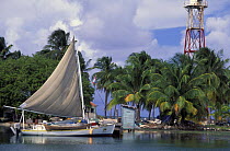 A fishing boat beside palm trees at Sandbore Cay, Lighthouse Reef Atoll, Belize