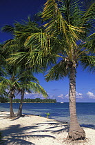 White sandy beach and palm trees at Lighthouse Reef Resort, the only resort on the Lighthouse Reef Atoll, Belize