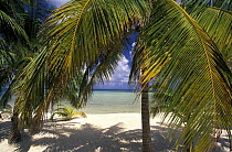Palm trees on a white sandy beach at Lighthouse Reef Resort, the only resort on the Lighthouse Reef Atoll, Belize