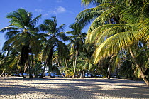 Palm trees and a white sandy beach at Lighthouse Reef Resort, the only resort on the Lighthouse Reef Atoll, Belize