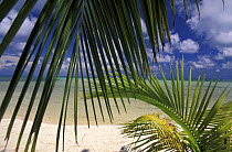 A white sandy beach viewed through palm leaf fronds, Lighthouse Reef Resort, Belize