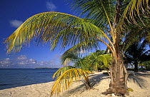 Palm trees on a white sandy beach at Lighthouse Reef Resort, Belize