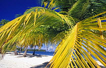 Palm trees on a white sandy beach at Lighthouse Reef Resort, Belize