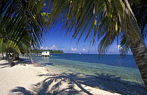 Palm trees on a white sandy beach with jetty, Lighthouse Reef Resort, Belize