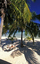 A woman relaxing in a hammock in the shade of palm trees, Lighthouse Reef Resort, Belize Model released.