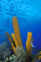 A shoal of jacks (Carangidae) swimming over some big Yellow tube sponges (Aplysina fistularis), Belize